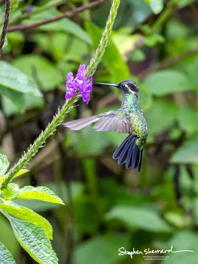 Hummingbirds of Costa Rica